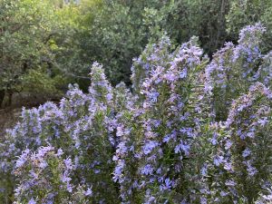 Blühender Rosmarinbusch.jpg