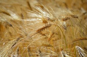 Gerstenähren Bild von Frauke Riether auf Pixabay.jpg