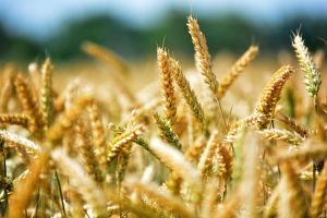 Weizenfeld Bild von István Asztalos auf Pixabay wheat-368867 1920.jpg