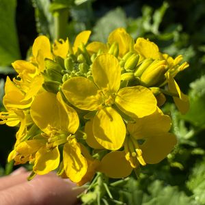 Gelbe Blüte