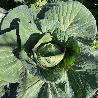 Das Bild zeigt die typische Stauung im Blattbereich, wie dies bei Weißkohl beispielsweise üblich ist. Der Stängel wächst nicht mehr weiter in die Höhe.