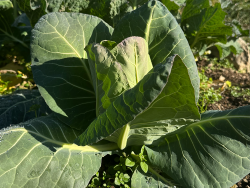 Spitzkohl