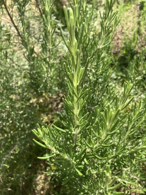 Rosmarin Garten 7.jpg