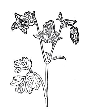 Abbildung Aquilegia aus Gart der Gesundheit.jpg
