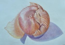 Schalenzwiebel Andrea Partheymüller-Gerber (* 1956)