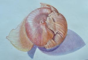 Schalenzwiebel, Zeichnung von Andrea Partheymüller-Gerber.jpeg