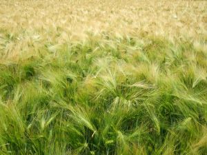 Gerstenfeld grün Bild von Skyler H. auf Pixabay.jpg