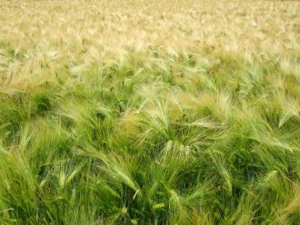Gerstenfeld grün Bild von Skyler H. auf Pixabay.jpg
