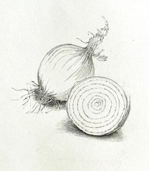 Zwiebel, Zeichnung von Andrea Parteymüller-Gerber.jpg