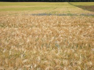 Gerstenfeld wogend 10x7.jpg