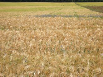 Gerstenfeld wogend 10x7.jpg