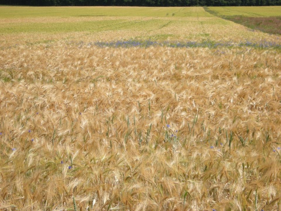 Datei:Gerstenfeld wogend 10x7.jpg