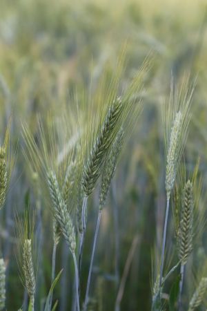 Bild von Felisin auf Pixabay felisin-cereal-1461150 1920.jpg