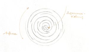 Zwiebel Aufbau Zusammenziehung, Zeichnung von Andrea Partheymüller-Gerber.jpg